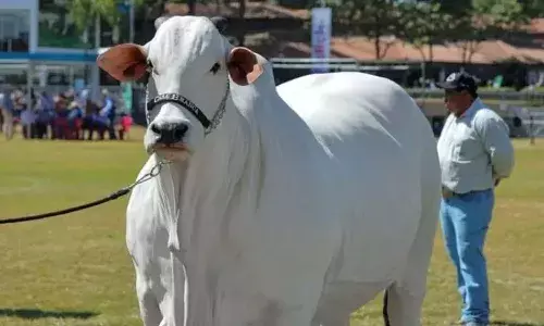 Ongole Breed Cow, Worlds Most Expensive Cow,Brazil Auction
