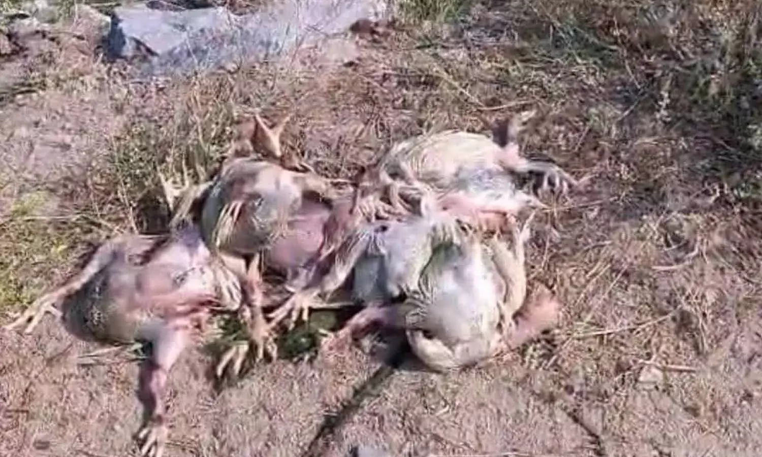 Bird flu scare, Hyderabad, Dead chickens,Akkampally reservoir