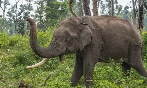 Three devotees were killed, elephant attack, Annamaya district, APnews