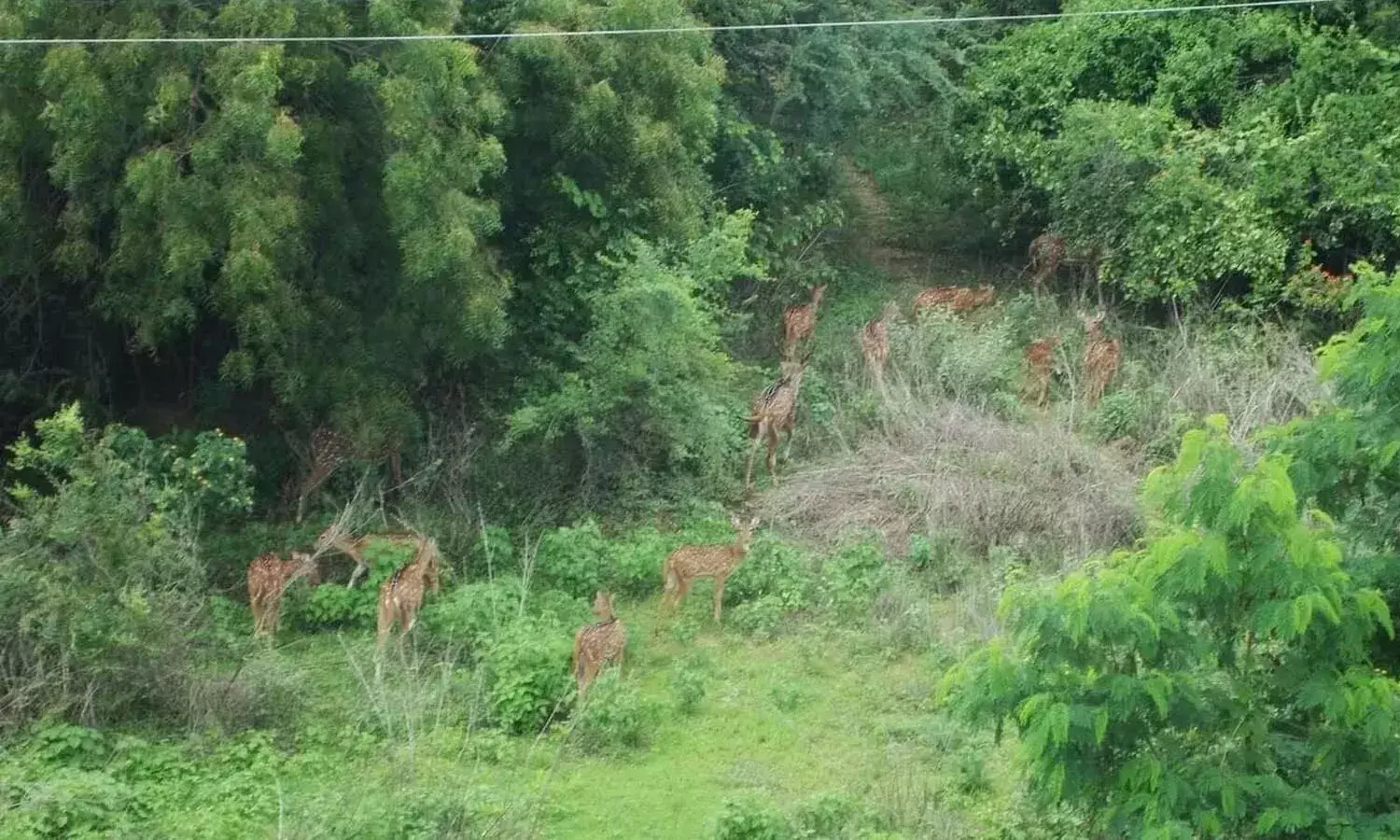 Savecityforest,Hillridge, Hyderabad, Telangana govt, Gachibowli