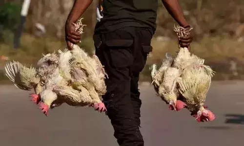 మళ్లీ చికెన్ ధరలు భారీగా తగ్గబోతున్నాయ్