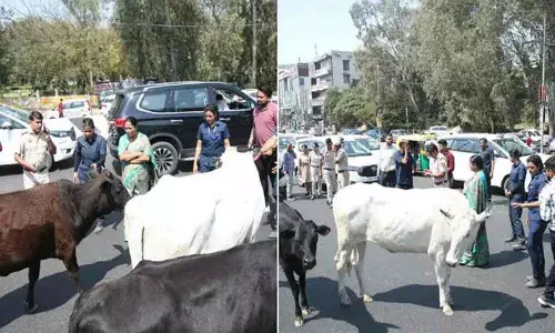 National News, Delhi CM Rekha Gupta, Emergency Stop,  Stray Cows