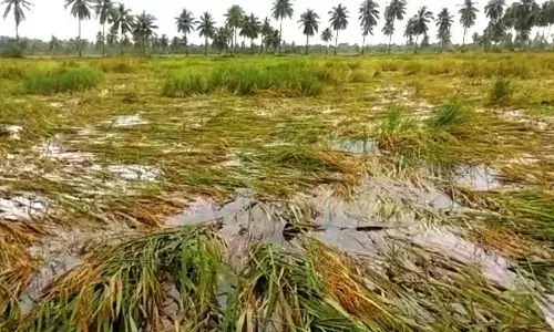 Minister Tummala Nageswara Rao,crop loss, money, farmers