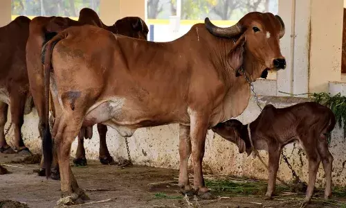 APnews, livestock insurance scheme, Animal Husbandry Department