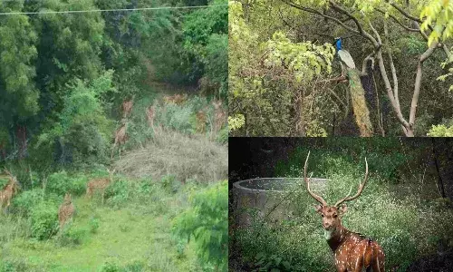 పక్షులు, జంతువులు ఎక్కడకు వెళ్లగలవు.? దీనికి సమాధానం చెప్పండి.?