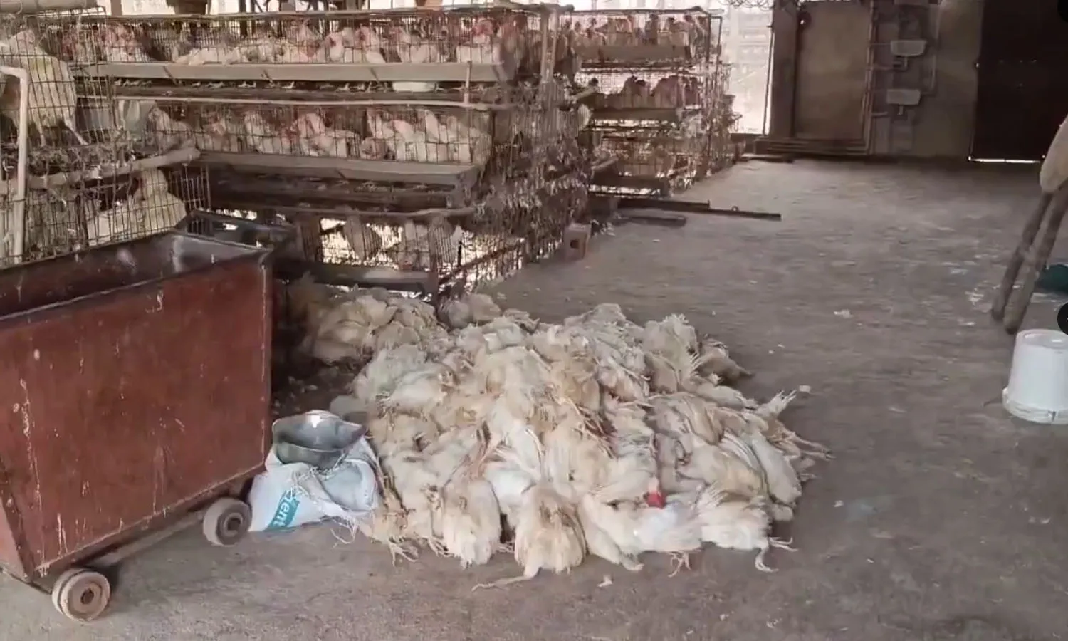 Thousands of chickens died, poultry farm, Abdullahpurmet mandal, RangaReddy district