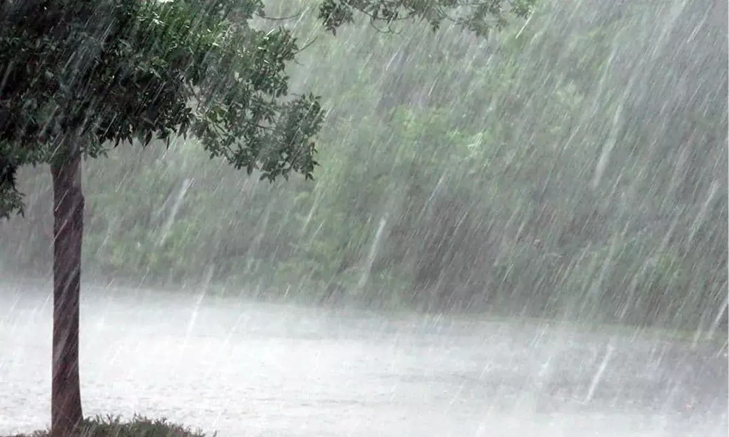 Unseasonal rains, agriculture crops, Telangana