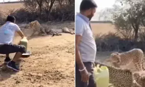 Man pours water for Kuno cheetahs, villagers, Kuno National Park, viral news