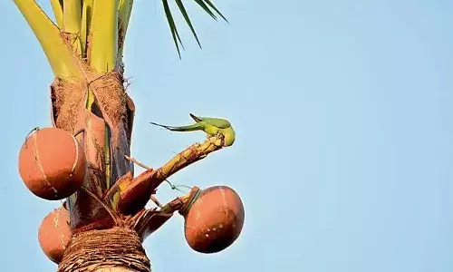 Kamareddy : కల్తీ కల్లు తాగారు.. వింత వింతగా ప్రవర్తిస్తున్నారు