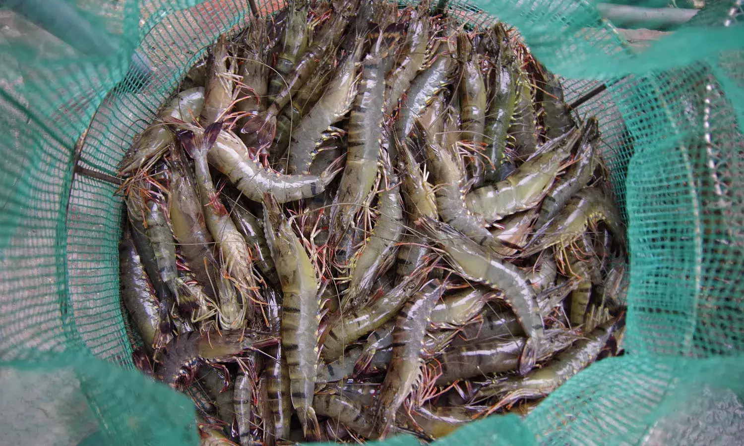 CM Chandrababu, aqua sector, USA tariff effect, APnews