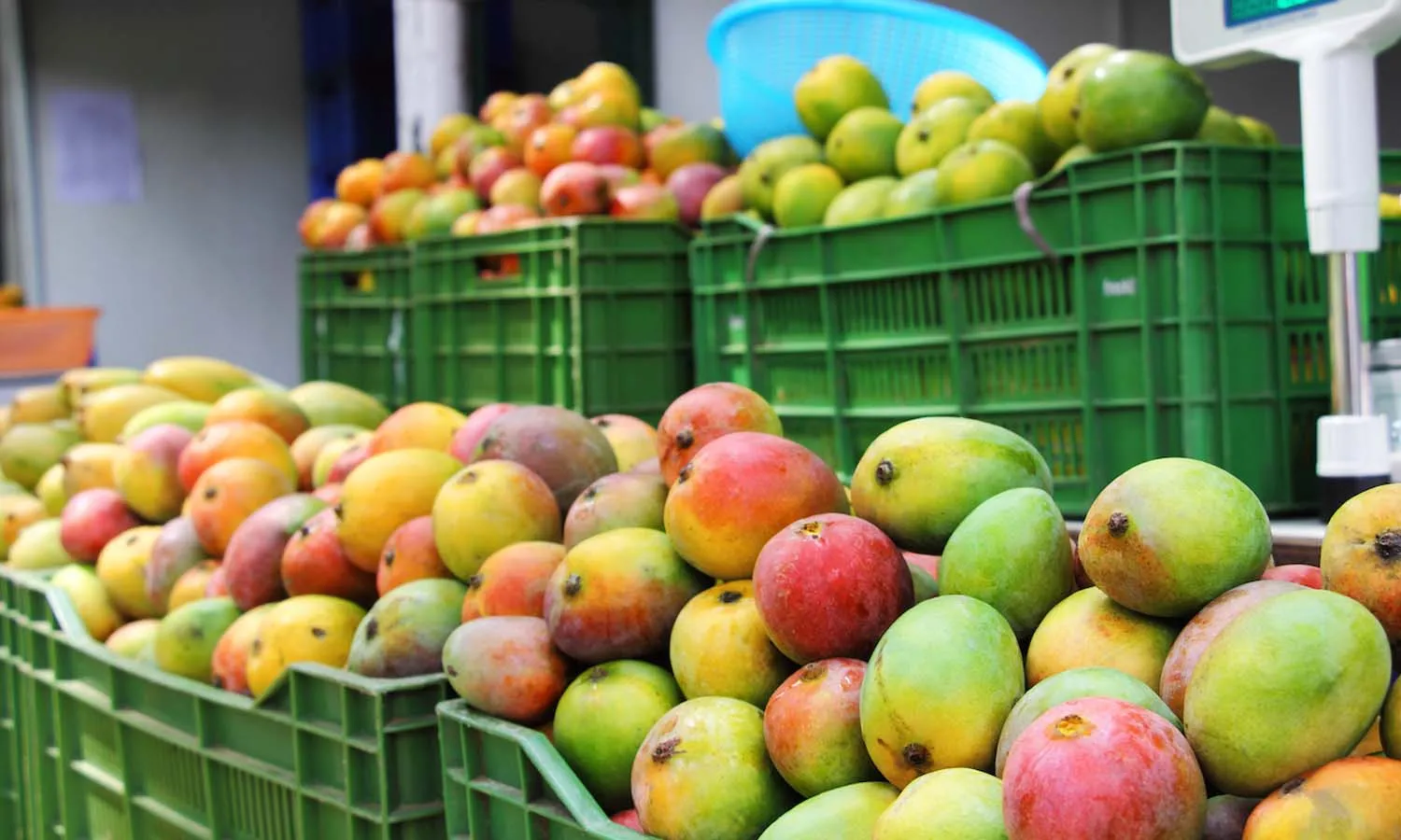 Lifestyle, Mango Season, precautions