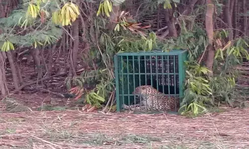 Hyderabad News, Ikrisat, Leopard