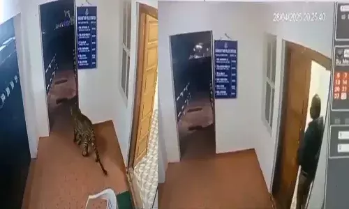 Viral Video, National News, Tamilnadu, Leopard in Police Station, Naduvattam Police Station