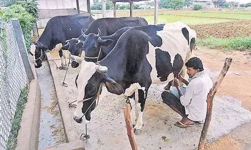 Andrapradesh, Ap Government, Pasuvula Dana On Subsidy, White Ration Card Farmers