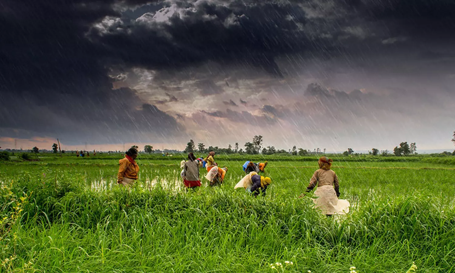 IMD, southwest monsoon, Telangana, Farmers IMD, southwest monsoon, Telangana, Farmers