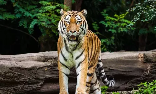 Maharashtra, Woman Killed In Tiger Attack, Chandrapur