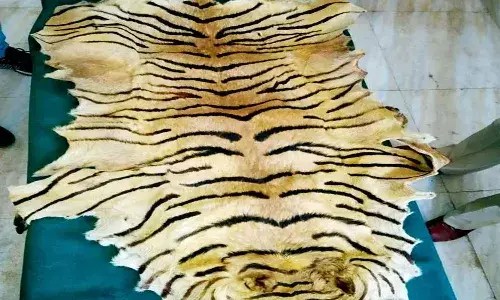 arrest, Hyderabad police, selling, fake tiger skin