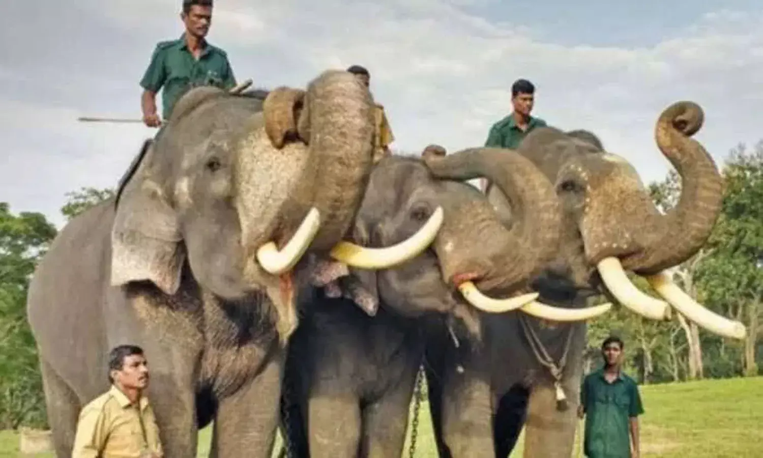 ఏపీకి ఏనుగులను పంపిన కర్ణాటక