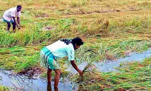 Telangana, Congress Government, Farmers, crop damage, compensation funds