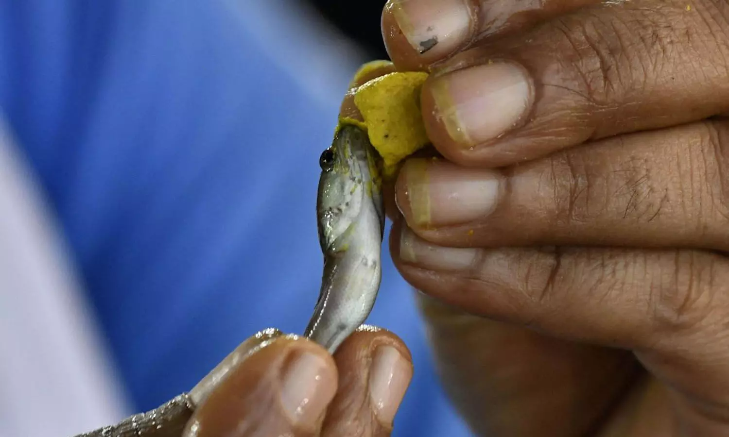 Fish Prasadam, distribution, Nampally Exhibition Grounds, Hyderabad Fish Prasadam, distribution, Nampally Exhibition Grounds, Hyderabad
