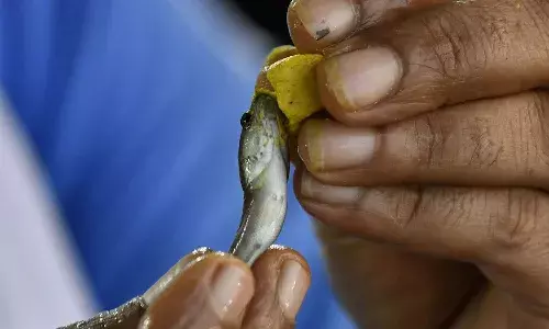 Fish Prasadam, distribution, Nampally Exhibition Grounds, Hyderabad