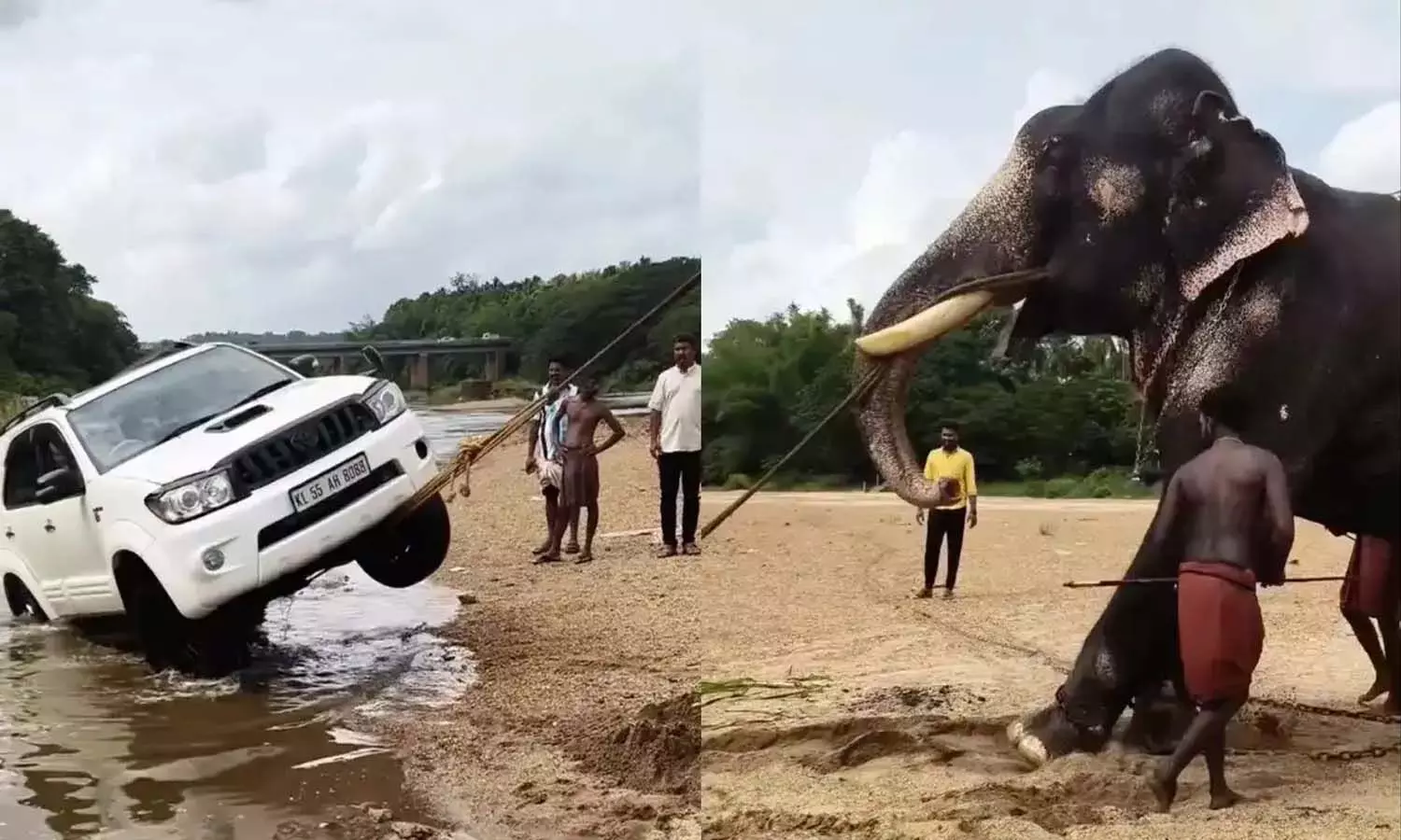 Viral Viedo, Kerala, Elephant, Fortuner car, Elephant Rescue Viral Viedo, Kerala, Elephant, Fortuner car, Elephant Rescue