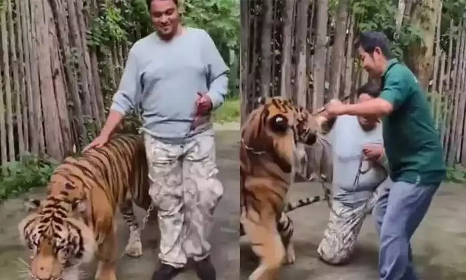 Viral Video, Thailand, Tiger Attack, Indian Tourist Viral Video, Thailand, Tiger Attack, Indian Tourist