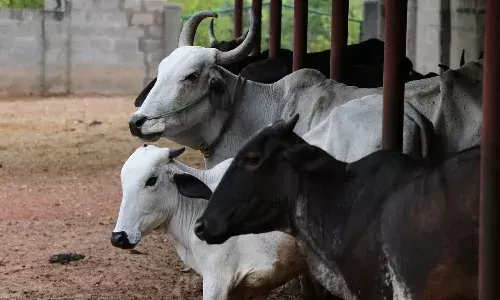 CM Revanth Reddy , cow shelters, facilities, Telangana