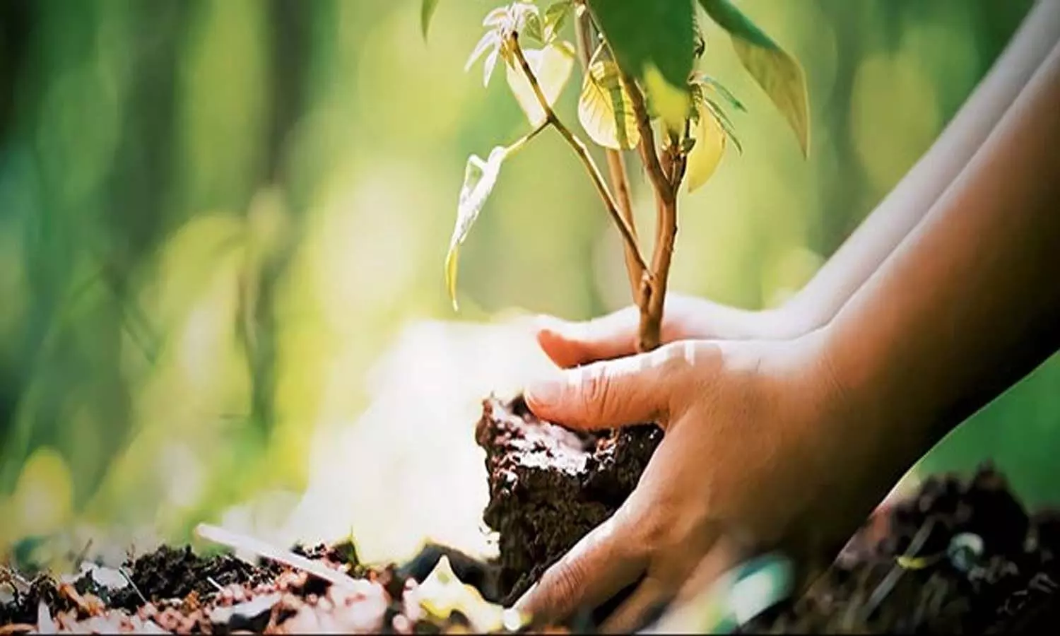 Andrapradesh, Cm Chandrababu, Plantation, One Crore Plants Andrapradesh, Cm Chandrababu, Plantation, One Crore Plants