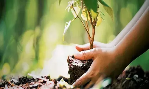 Andrapradesh, Cm Chandrababu, Plantation, One Crore Plants