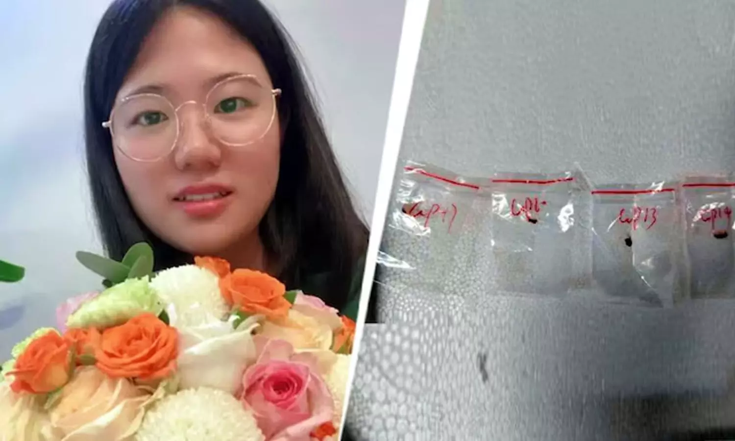 Chinese scientist, boyfriend, arrest, smugglin,g crop-killing fungus, USA Chinese scientist, boyfriend, arrest, smugglin,g crop-killing fungus, USA