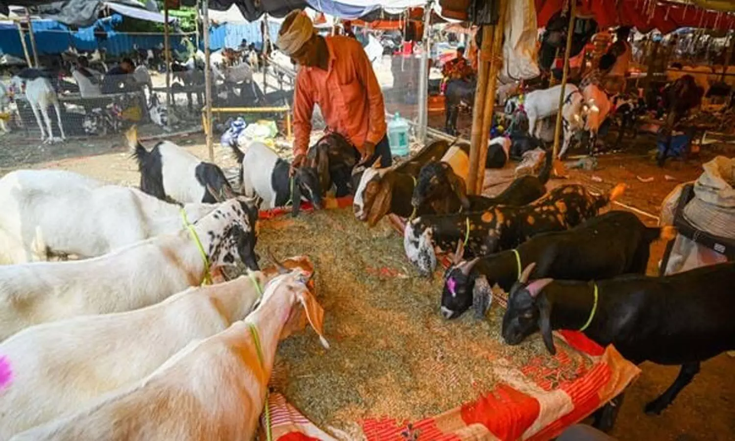 బక్రీద్ వస్తోంది.. అలాంటి వీడియోలను పోస్ట్ చేయకండి