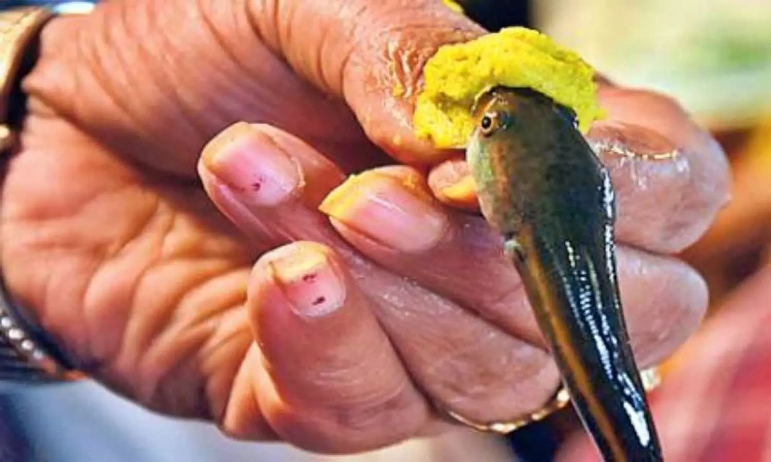 Hyderabad News, Chepa Prasadam 2025, Fish Prasadam, Special Buses, Asthma Fish Medicine, Nampally Exhibition Ground Hyderabad News, Chepa Prasadam 2025, Fish Prasadam, Special Buses, Asthma Fish Medicine, Nampally Exhibition Ground