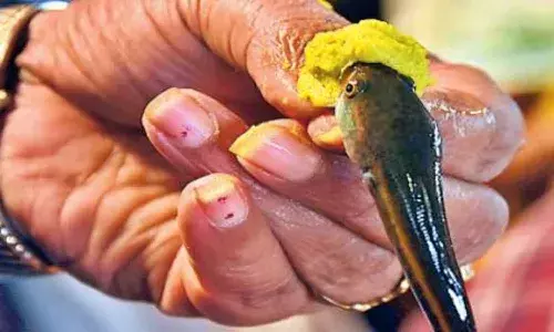 Hyderabad News, Chepa Prasadam 2025, Fish Prasadam, Special Buses, Asthma Fish Medicine, Nampally Exhibition Ground