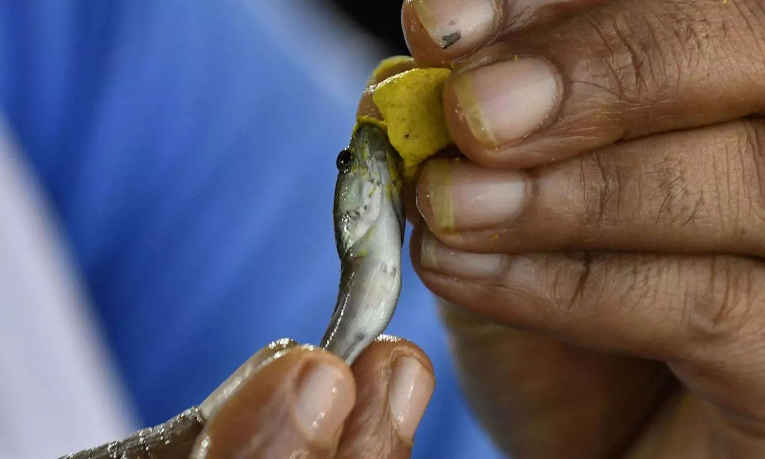 fish prasadam Distribution, Nampally Exhibition Ground, Hyderabad fish prasadam Distribution, Nampally Exhibition Ground, Hyderabad
