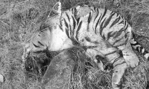 ఐదు పులుల ప్రాణాలు తీసిన మనిషి పగ..!