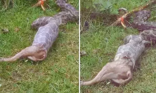 Viral Video : నక్కను మింగేసిన కొండచిలువ