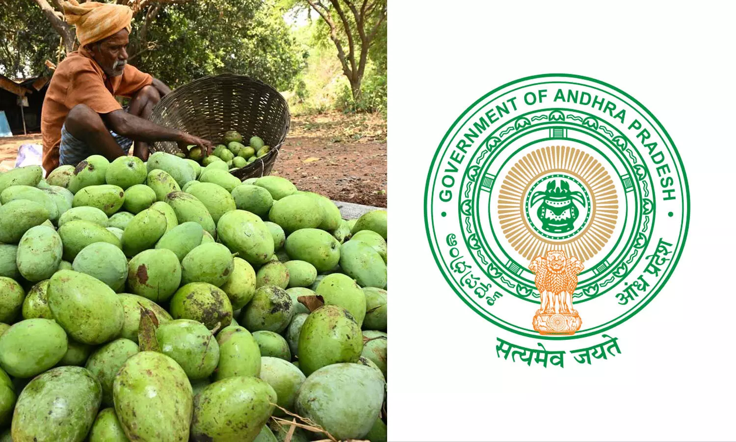 AP government, mango farmers, APnews, Minister atchannaidu AP government, mango farmers, APnews, Minister atchannaidu
