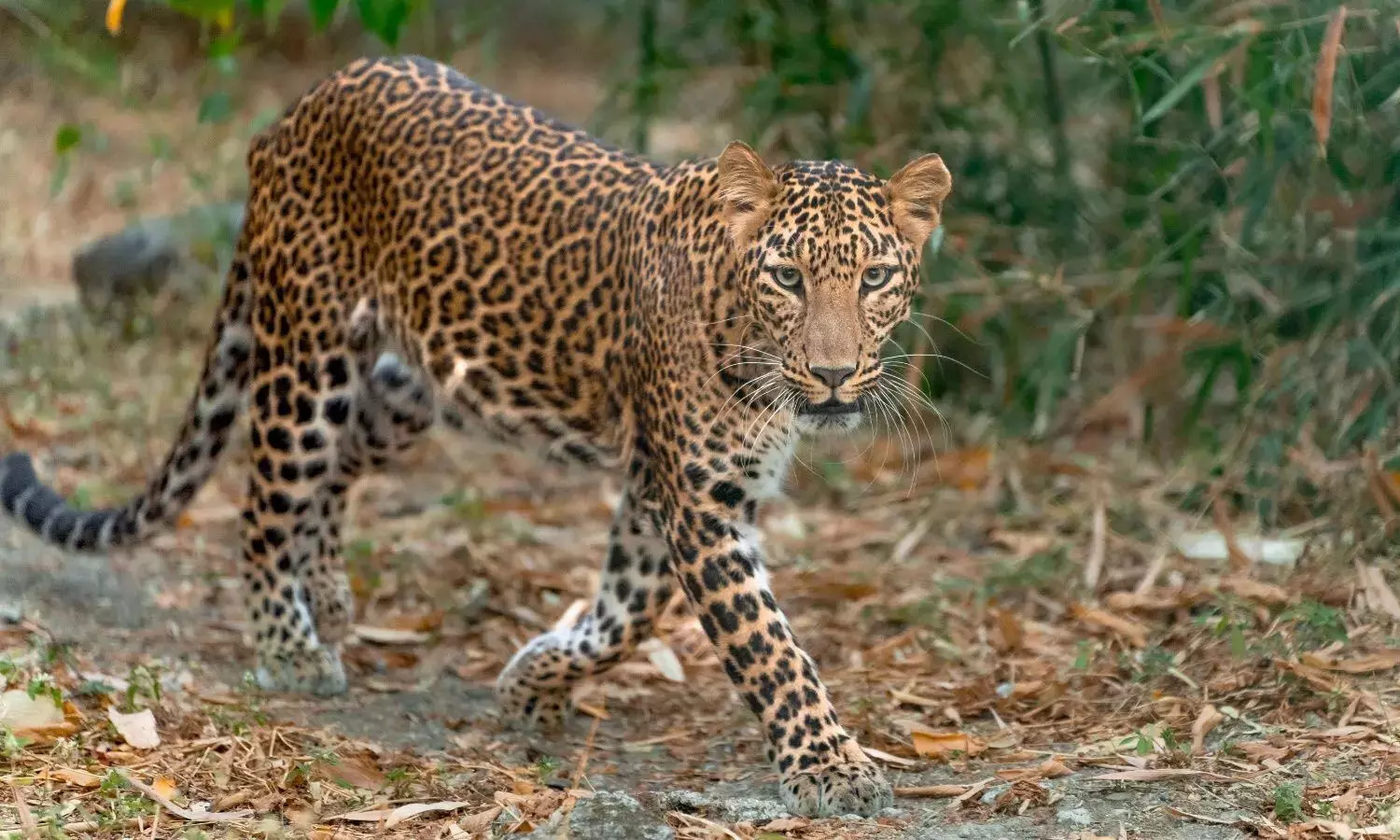 Hyderabad, Leopards, RCI, panic, locals, Balapur Hyderabad, Leopards, RCI, panic, locals, Balapur