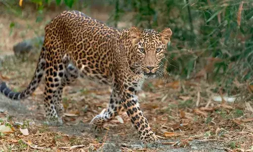 Hyderabad, Leopards, RCI, panic, locals, Balapur