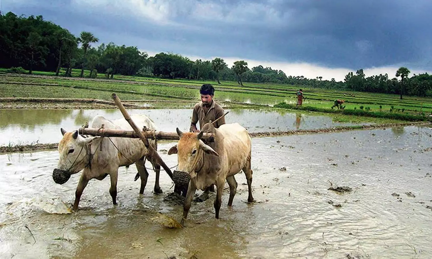 APnews, Farmers, free crop insurance scheme, financial burden APnews, Farmers, free crop insurance scheme, financial burden