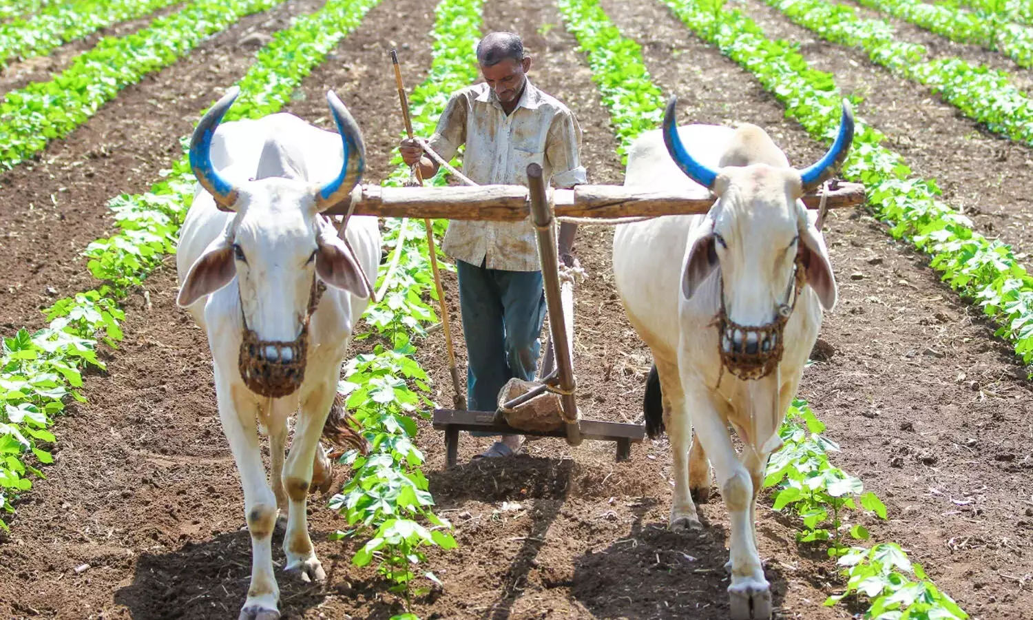 AP government, Annadatha Sukhibhava scheme, APnews, Farmers AP government, Annadatha Sukhibhava scheme, APnews, Farmers