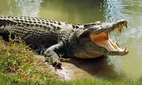 హిమాయత్ సాగర్ లో మొసలి