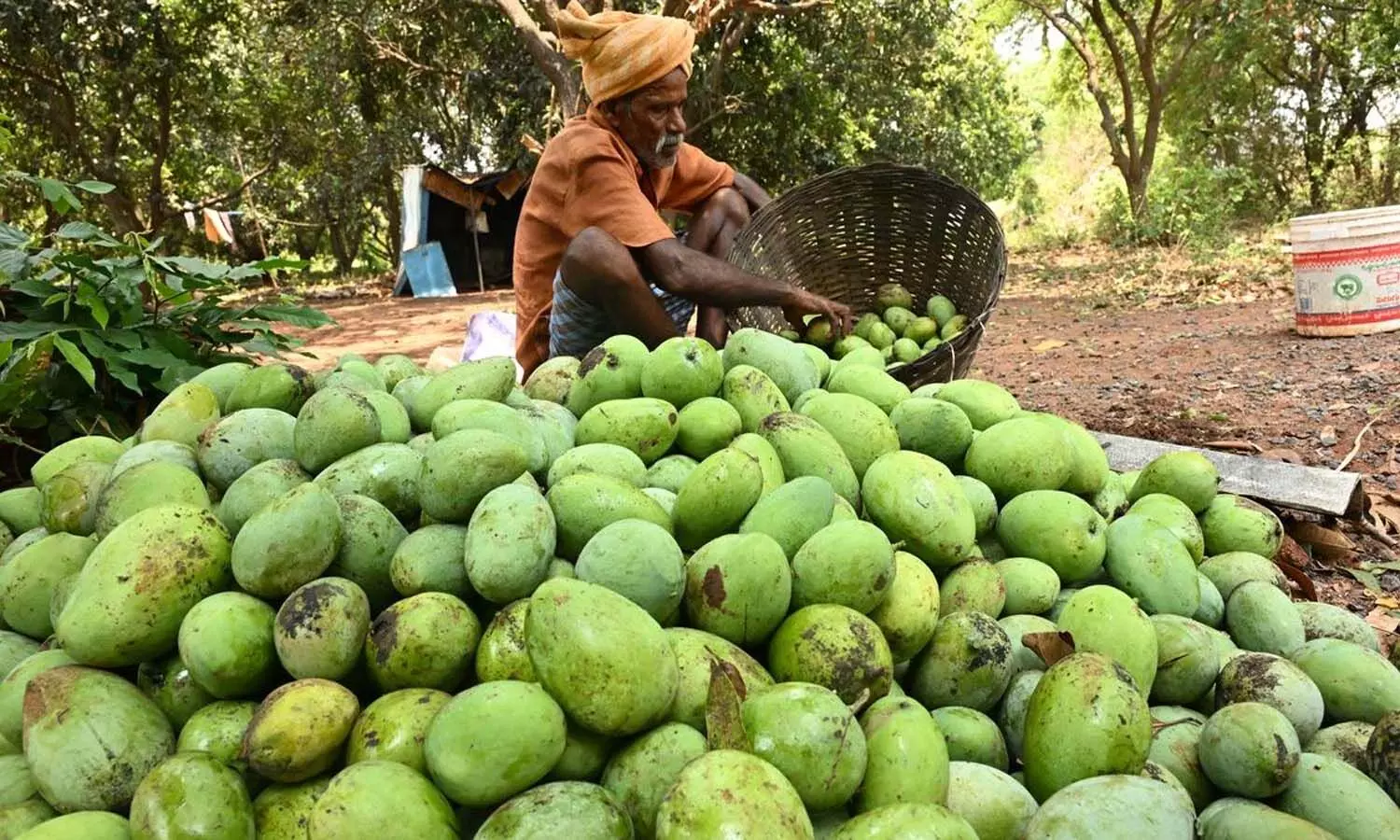 Andrapradesh, Mango Farmers, AP Government, Central Government Andrapradesh, Mango Farmers, AP Government, Central Government