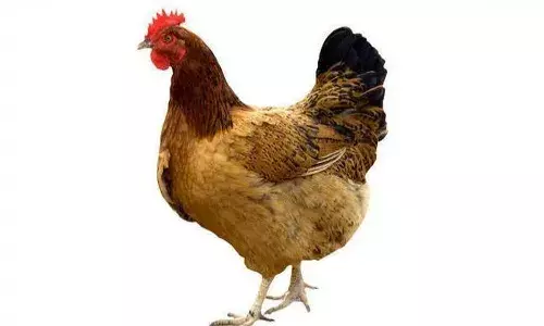 Mumbai man, arrest, pet hen