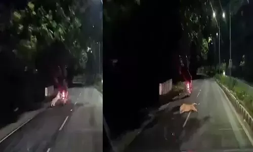 Andrapradesh, Tirupati, Tirumala, Leopard, Biker