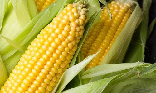eating, sweet corn cobs, Health benefits, rainy season,
