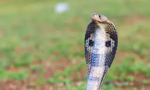 కోబ్రాను కొరికి చంపిన పసిబాలుడు