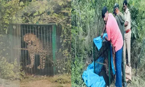 Hyderanbad News,  Leopard, Forest Officials