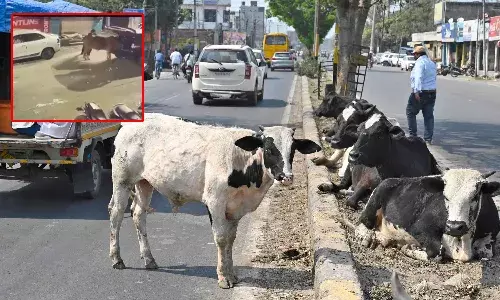 Gang drugging cows, stealing, Hyderabad, Crime
